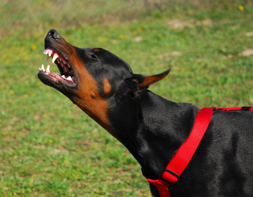 Agressive Doberman