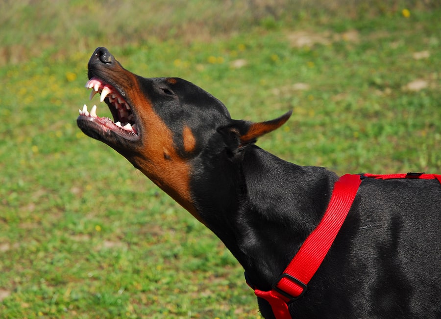 Abogados De Mordedura De Perros En Nevada