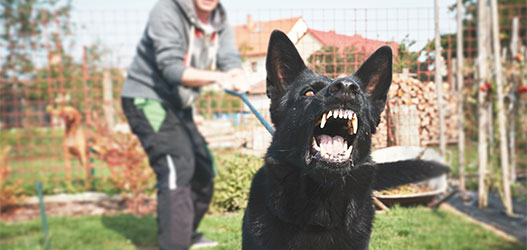 Reúna El Nombre Y La Información De Contacto Del Dueño Del Perro