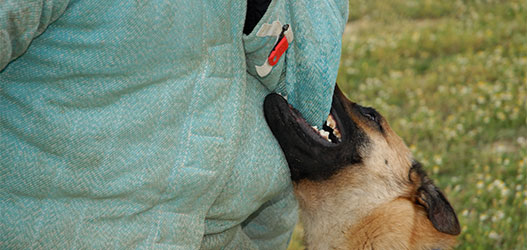 Leyes De Correas Para Perros En Las Vegas