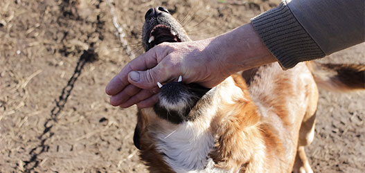 Perro Mordiendo La Mano De Una Persona En Las Vegas, NV