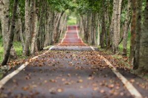 Leaves on roadways